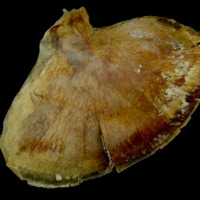 photo of Atlantic bluefin tuna  subopercular lateral view