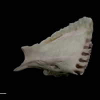 photo of Parrot fish dentary medial view