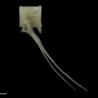 photo of Grayling precaudal vertebra lateral view