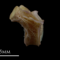 photo of Tub gurnard first vertebra lateral view