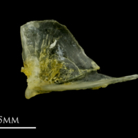 photo of Ruffe quadrate lateral view