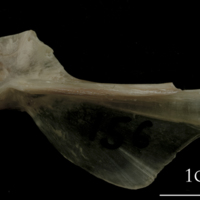 photo of Turbot hyomandibular lateral view