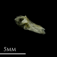 photo of Three-spined stickleback for assessment medial view
