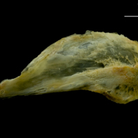 photo of Saithe subopercular lateral view