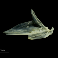 photo of Scad articular lateral view