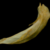 photo of Thinlip grey mullet  cleithrum lateral view