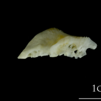 photo of European plaice pharyngeal ventral view