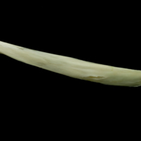 photo of Northern pike maxilla lateral view