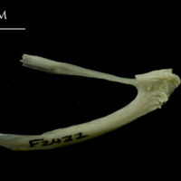 photo of Whiting posttemporal lateral view