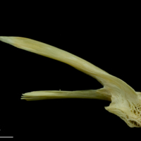 photo of Saithe posttemporal lateral view