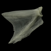 photo of Burbot opercular medial view