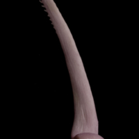 photo of Wels catfish serrated spine lateral view