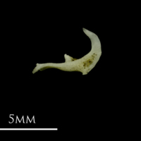 photo of Corkwing wrasse pharyngeal ventral view