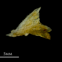 photo of Grey gurnard palatine lateral view