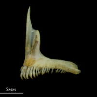 photo of Black seabream premaxilla lateral view