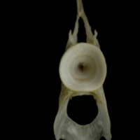 photo of Zander precaudal vertebra anterior view