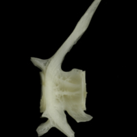 photo of Burbot precaudal vertebra lateral view