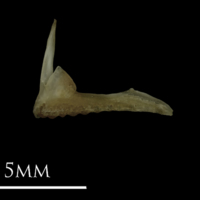 photo of Eelpout premaxilla lateral view