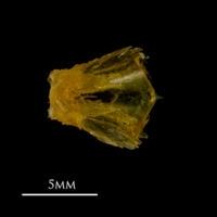 photo of Grey gurnard basioccipital dorsal view