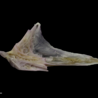 photo of Tub gurnard articular medial view