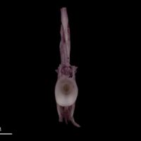 photo of Wels catfish ultimate vertebra anterior view