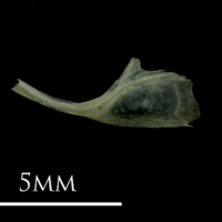 photo of Butterfish for assessment lateral view