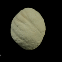 photo of Thornback ray buckler spine ventral view