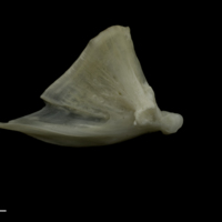 photo of Zander quadrate medial view