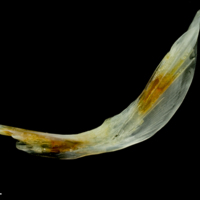 photo of Common sole cleithrum lateral view