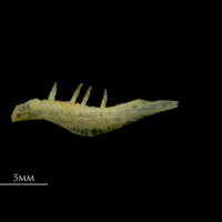 photo of Gilthead seabream pharyngeal lateral view