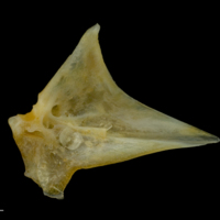 photo of Gilthead seabream articular medial view