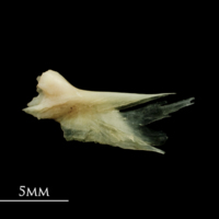 photo of Garfish quadrate lateral view