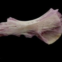 photo of Meagre ceratohyal lateral view