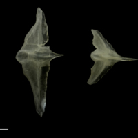 photo of Scad scute medial view