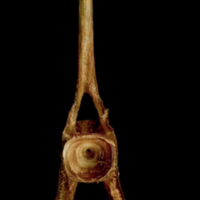 photo of Catfish precaudal vertebra anterior view