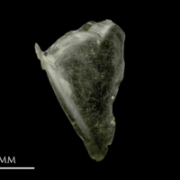 photo of Sandsmelt opercular lateral view