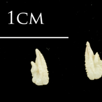 photo of Catfish otolith(s) detail view
