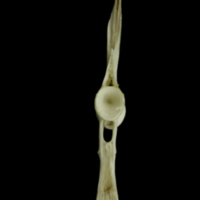 photo of Grey Triggerfish precaudal vertebra anterior view