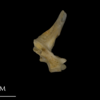 photo of Shore rockling precaudal vertebra lateral view
