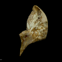 photo of Atlantic bluefin tuna  pharyngeal ventral view