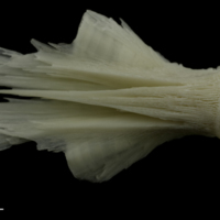 photo of Burbot basioccipital ventral view