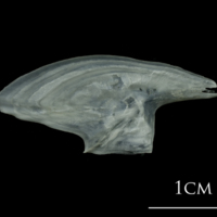 photo of European plaice subopercular lateral view