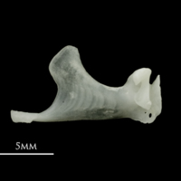 photo of Roach maxilla medial view