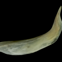 photo of Northern pike cleithrum medial view