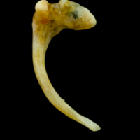 photo of Common sole maxilla medial view