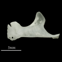 photo of Roach maxilla lateral view