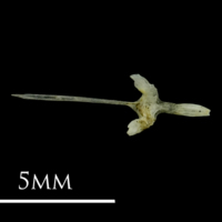 photo of Three-spined stickleback parasphenoid dorsal view