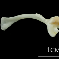 photo of European plaice maxilla lateral view