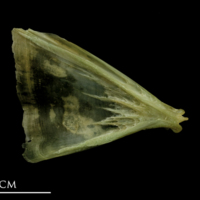 photo of John dory opercular medial view