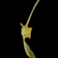 photo of Gilthead seabream caudal vertebra lateral view